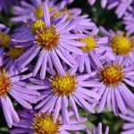 Asters : planter, cultiver et entretenir