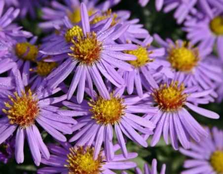 Aster Novi Belgii Fellowship Fleurs Doubles Rose Clair L automne aster-novi-belgii-fellowship-fleurs-doubles-rose-clair-l-automne