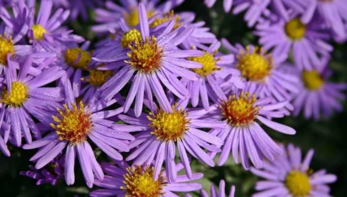 Asters : planter, cultiver et entretenir