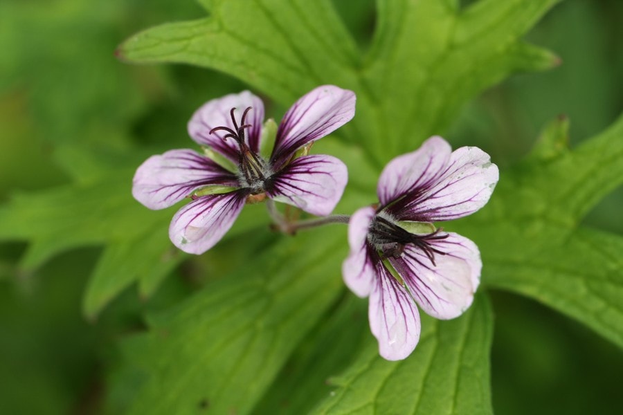 geranium-vivace-fleurs d'été