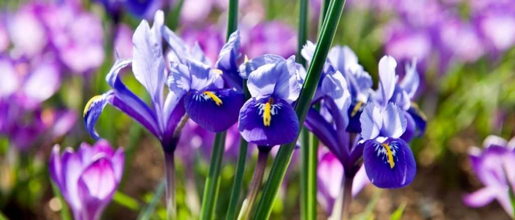 Iris reticulata : Planter et cultiver