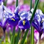 Iris reticulata : Planter et cultiver