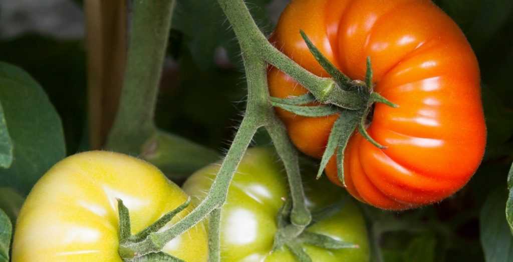 L'arrosage des tomates : comment faire ?