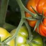 L'arrosage des tomates : comment faire ?