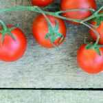 Tomate : mildiou, autres maladies et ravageurs