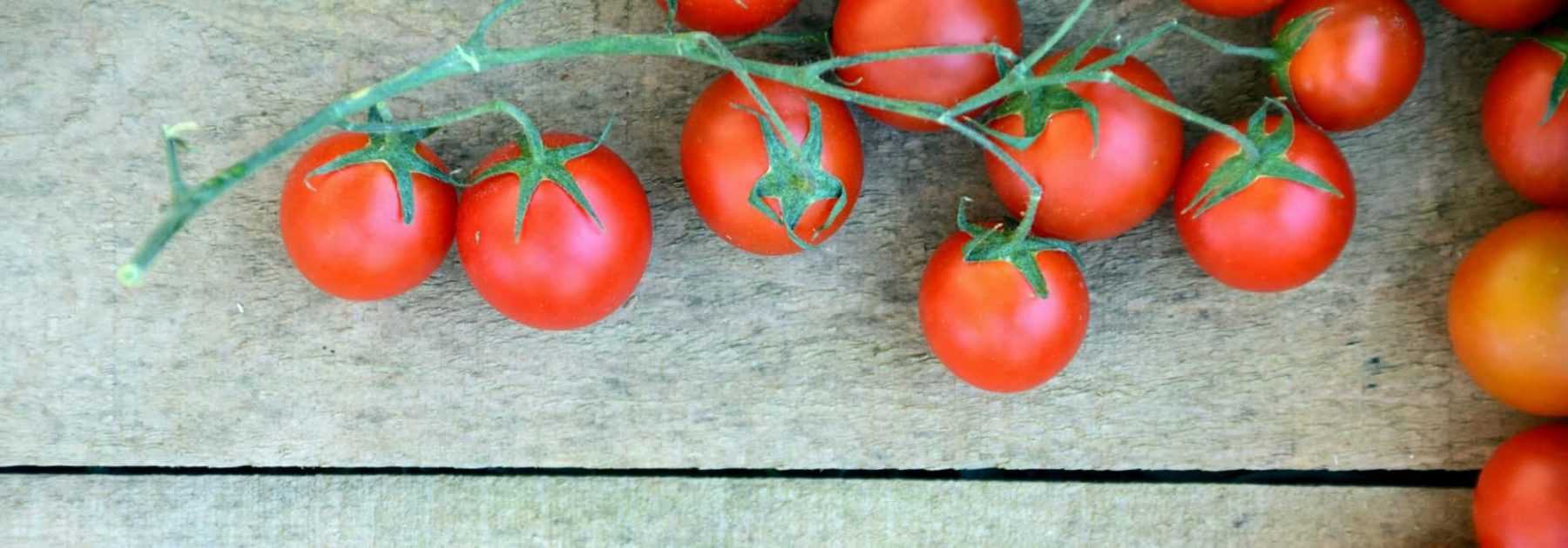 Tomate : mildiou, autres maladies et ravageurs