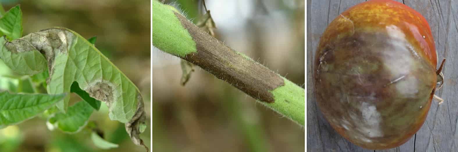 Tomate atteinte de Mildiou - phytophthora infestans