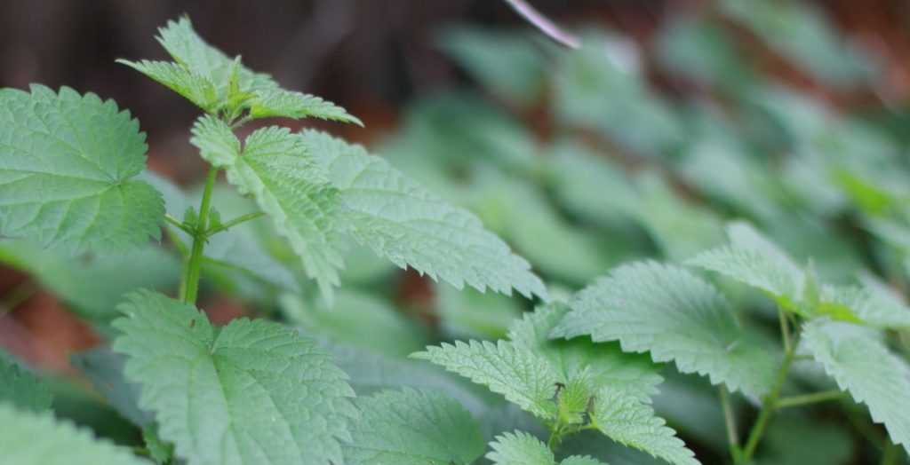 L'ortie au jardin : intérêt et utilisations