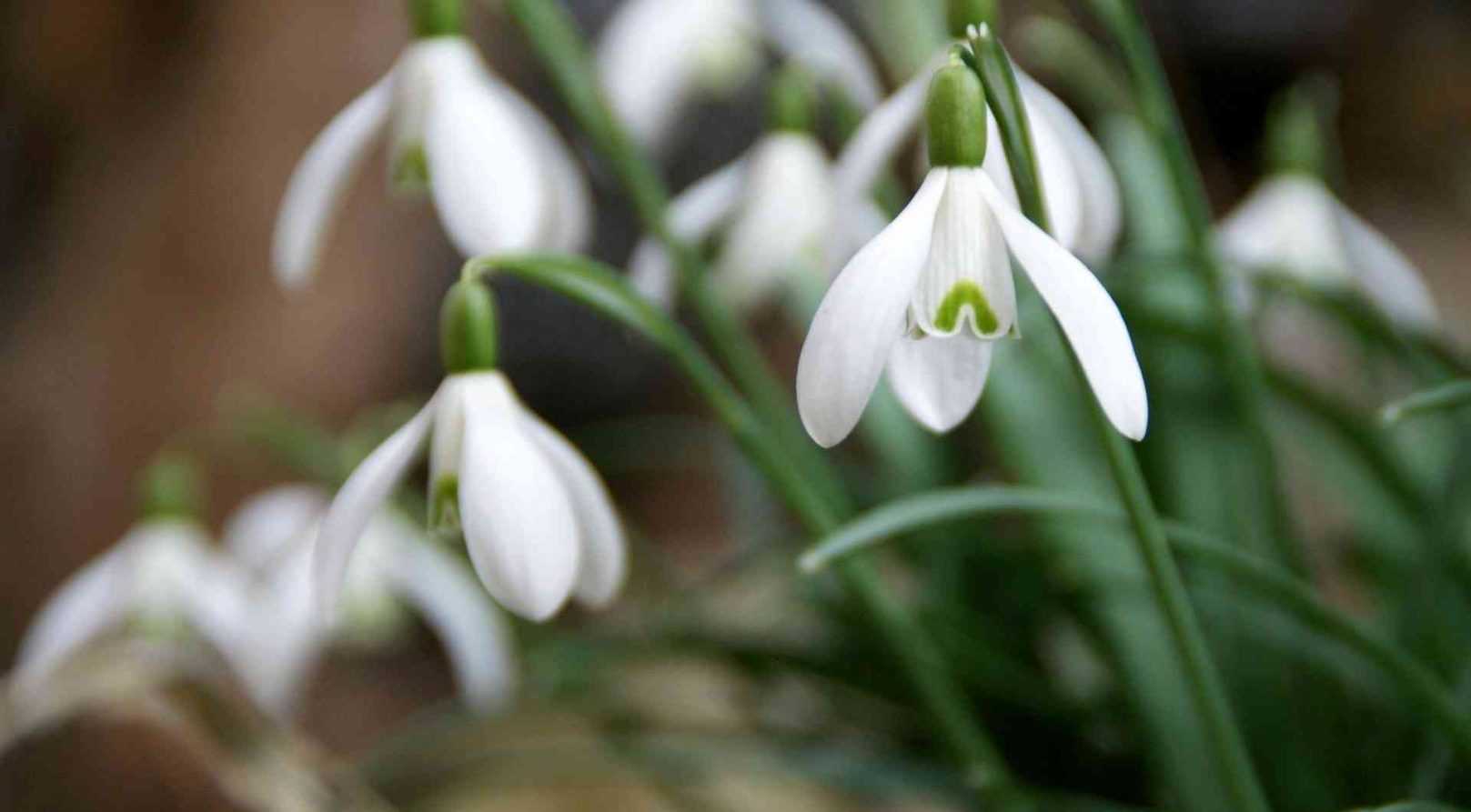 Perce-neige, Galanthus nivalis : plantation et entretien