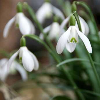 Perce-neige, Galanthus nivalis : plantation et entretien