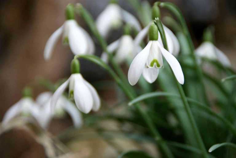 Perce-neige, Galanthus nivalis : plantation et entretien