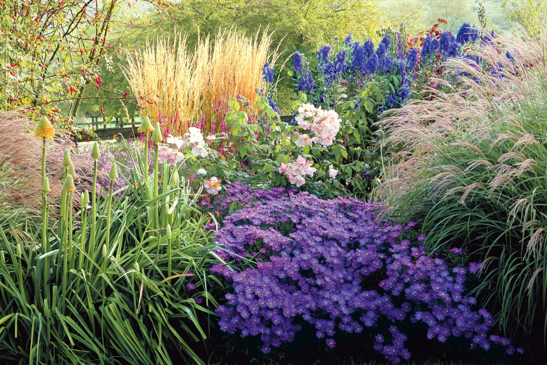 Association avec asters, graminées, kniphofias, aconit