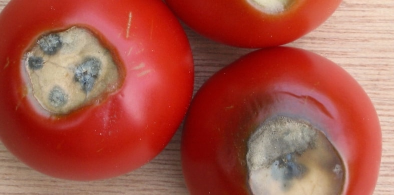nécrose apicale tomate