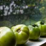 Que faire des tomates vertes ?