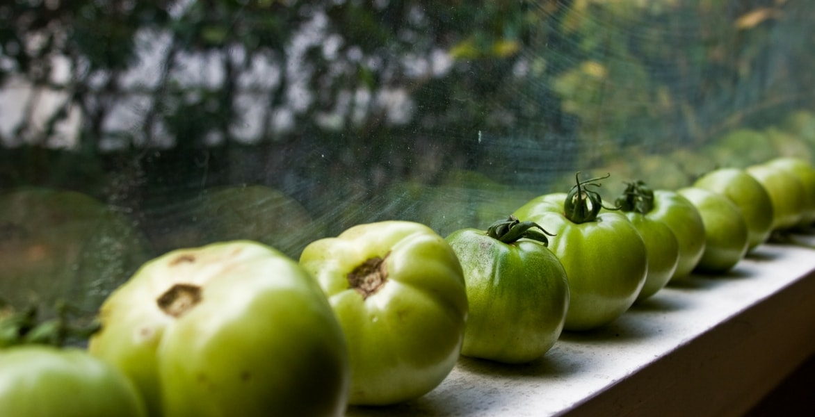 Que faire des tomates vertes ?