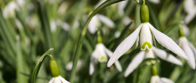 Perce-neige, Galanthus nivalis : planter, cultiver, entretenir