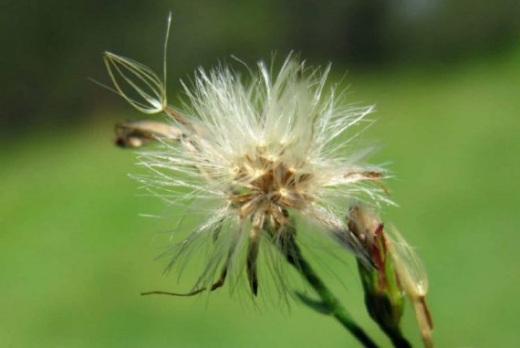 Graines d'Aster subulatus