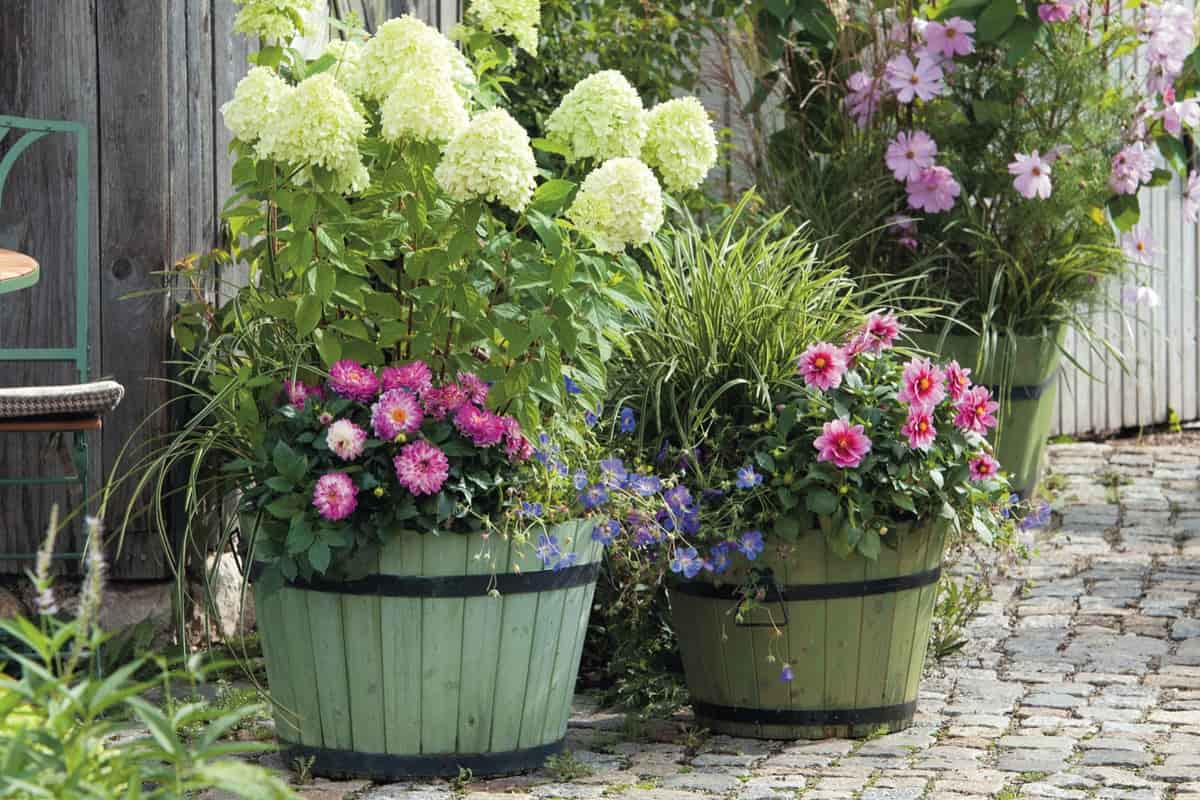 Associer les géraniums vivaces - Promesse de Fleurs