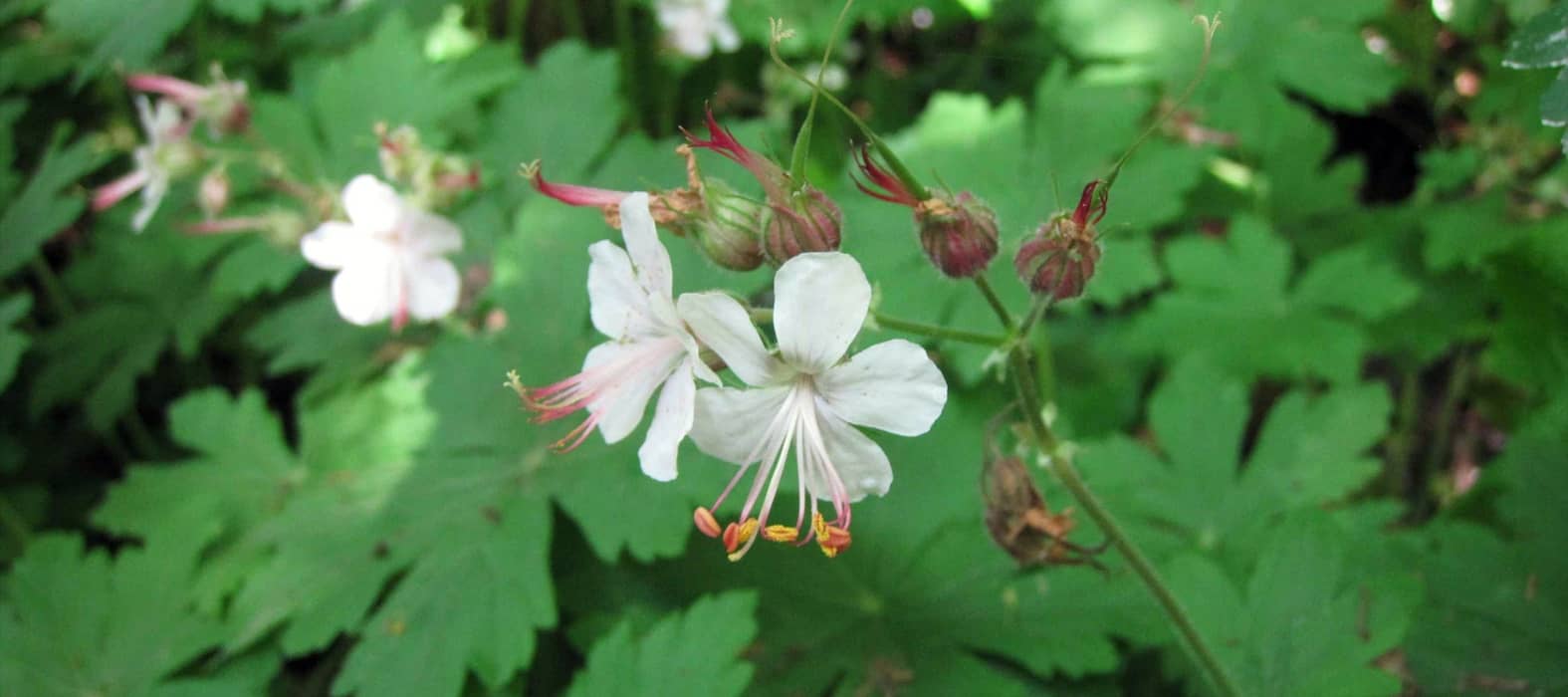 The flowering of Geranium macrorrhizum 'Spessart'