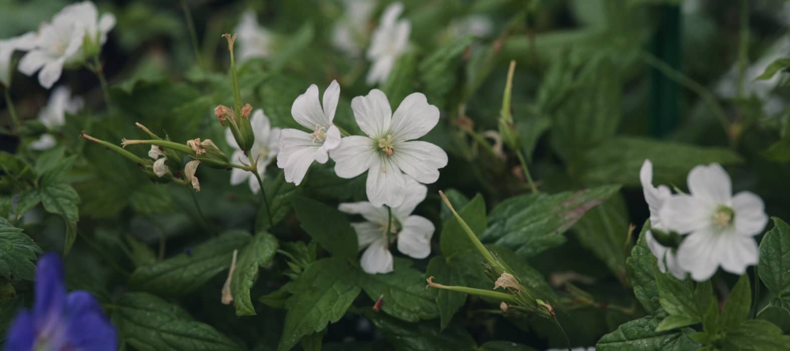 The perennial geranium 'Silverwood'