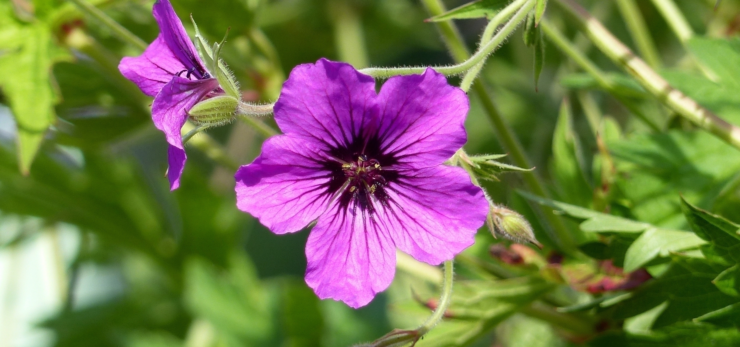 Les géraniums vivaces à longue floraison