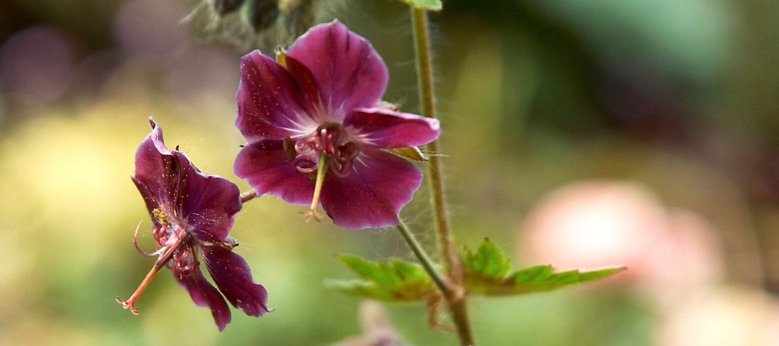 Les fleurs pourpre sombre du géranium 'Samobor'