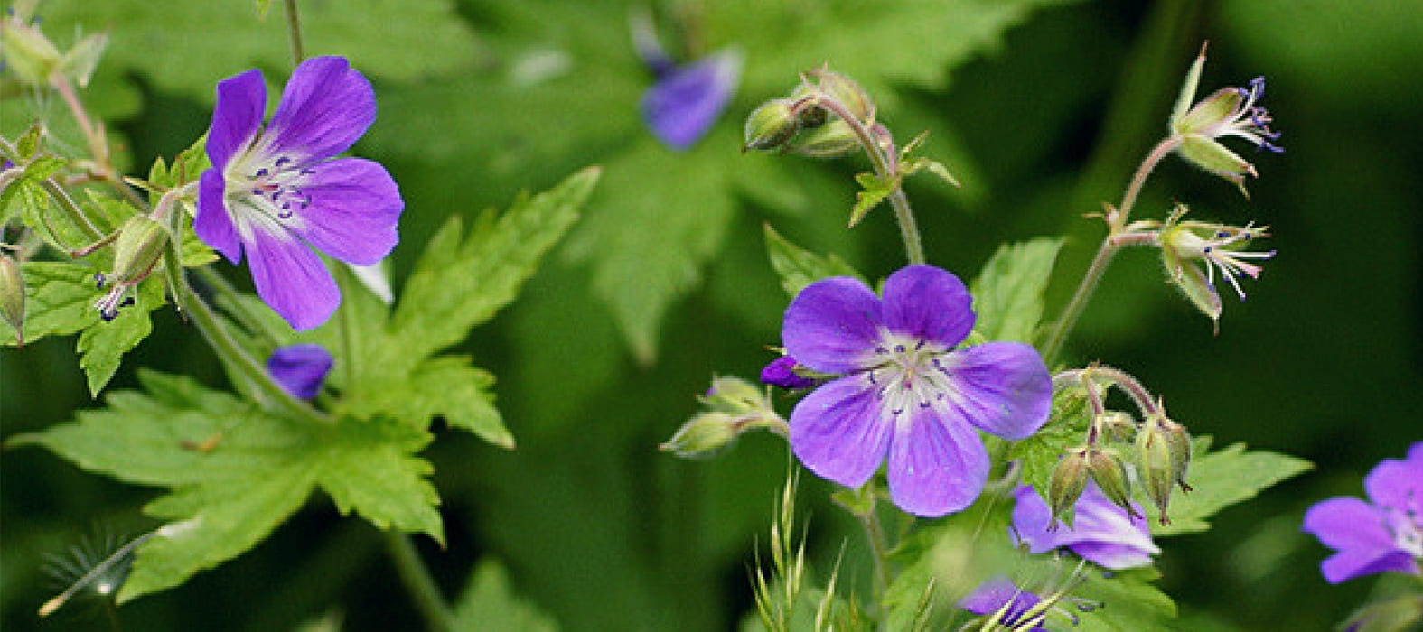 Wood cranesbill 'Birch Lilac'
