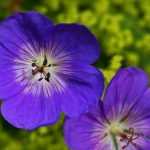 Géraniums vivaces : les meilleurs couvre-sols
