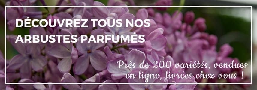 Plantes odorantes : arbustes à fleurs parfumées