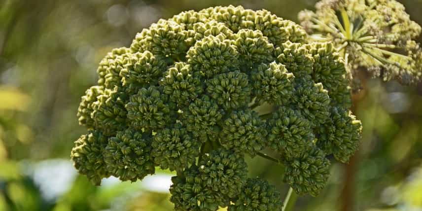 Plante bisannuelle : l'angélique