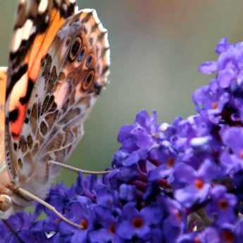 Quel Arbre aux papillons choisir ?