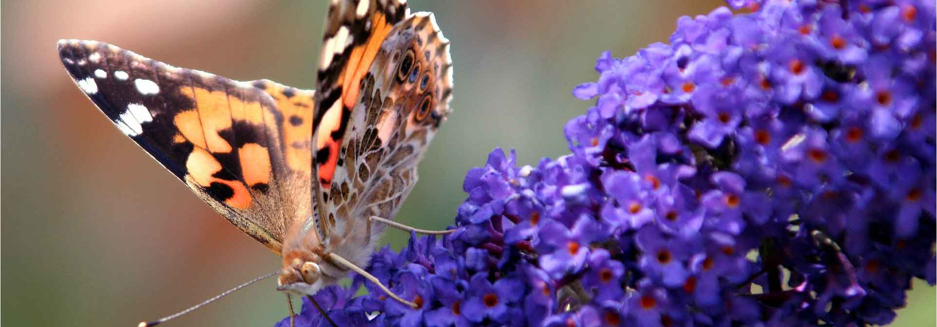Quel Buddleia ou Arbre aux papillons choisir ?