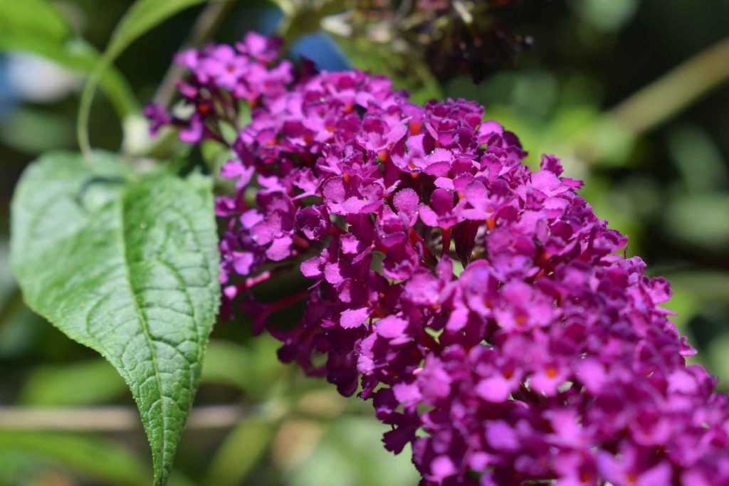 La taille du buddleia ou arbre à papillon nos conseils