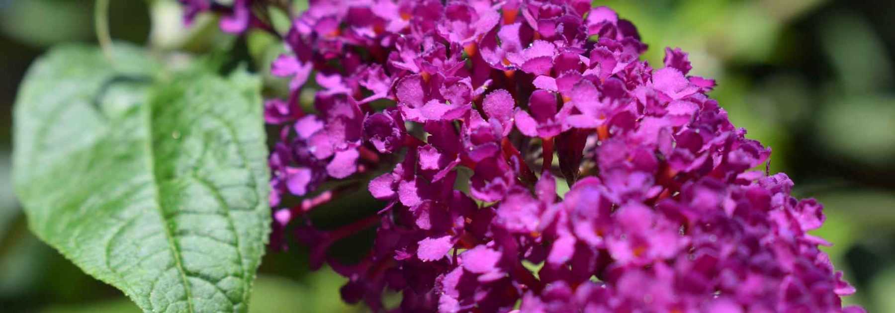 Buddleia, arbre à papillons : planter et entretenir