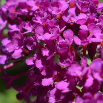 Buddleia, arbre à papillons : planter et entretenir