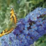 Buddleia, Arbre à papillons : comment bien le tailler ?