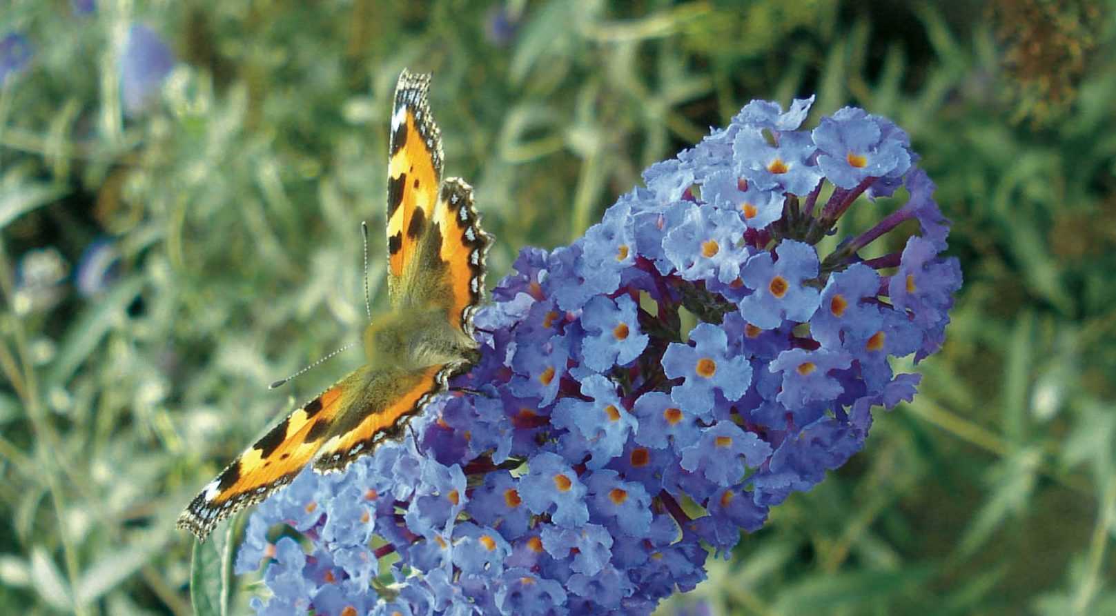 La taille du buddleia ou arbre à papillon nos conseils