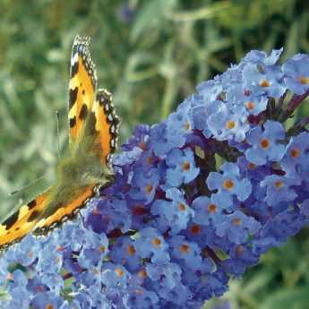 Buddleia, Arbre à papillons : comment bien le tailler ?