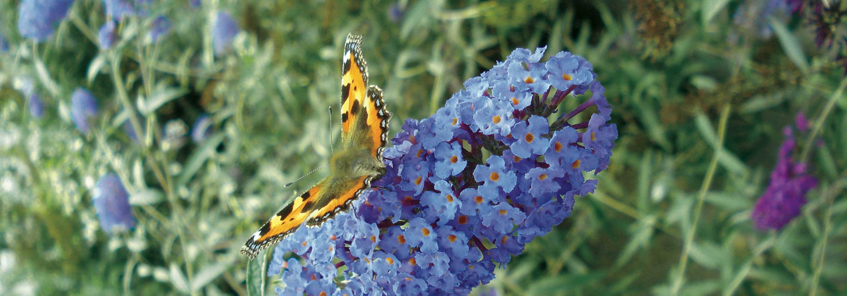 Buddleia, Arbre à papillons : comment bien le tailler ?