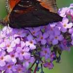 Buddleia, Arbre aux papillons : 8 idées d'associations