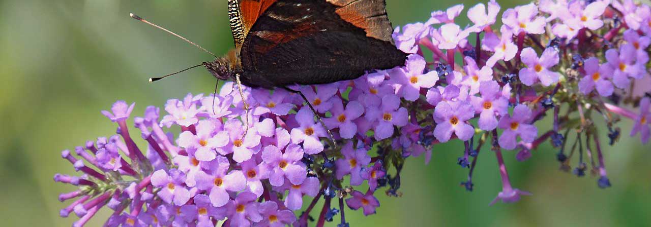 Buddleia, Arbre aux papillons : 8 idées d'associations