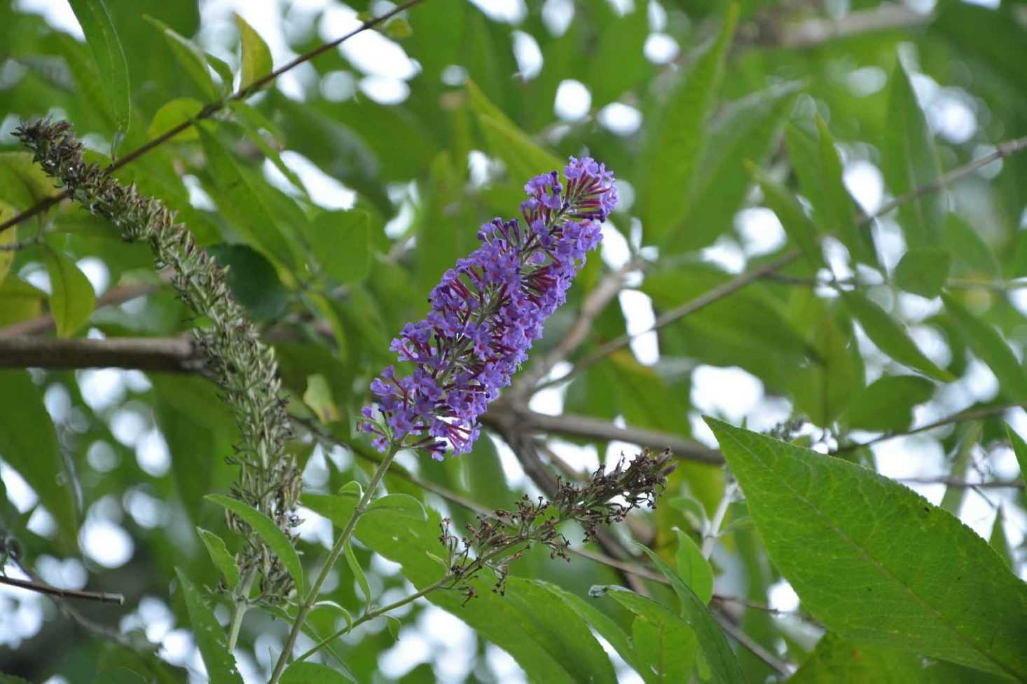 La taille du buddleia ou arbre à papillon nos conseils