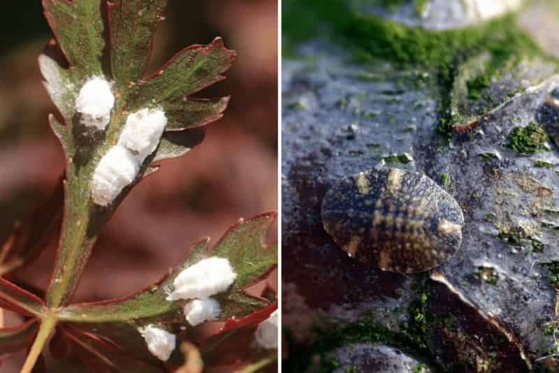 Cochenille : identification et traitement naturel pour s'en