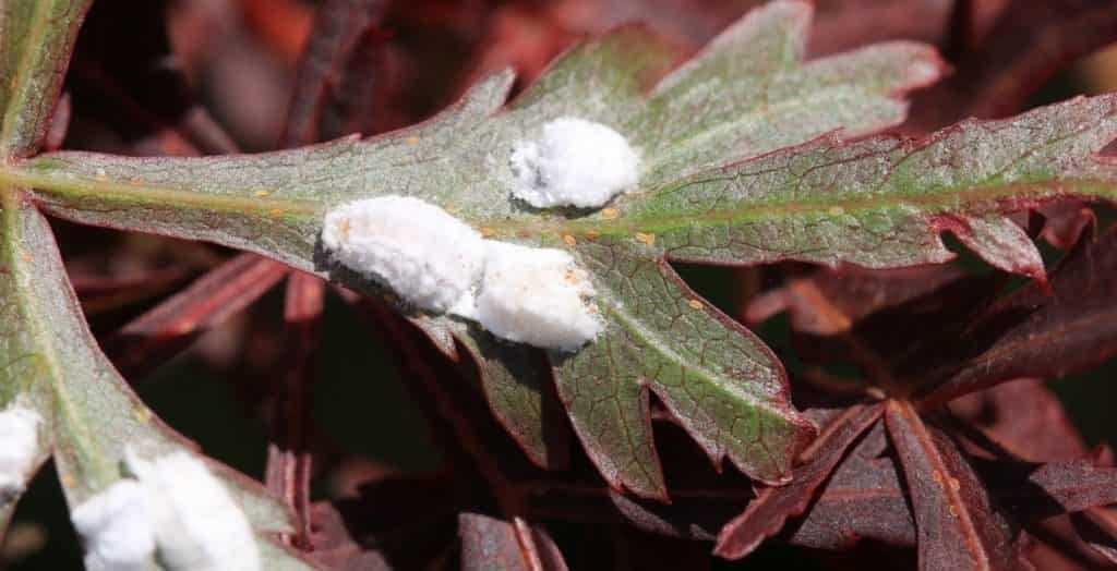 L'attaque des cochenilles