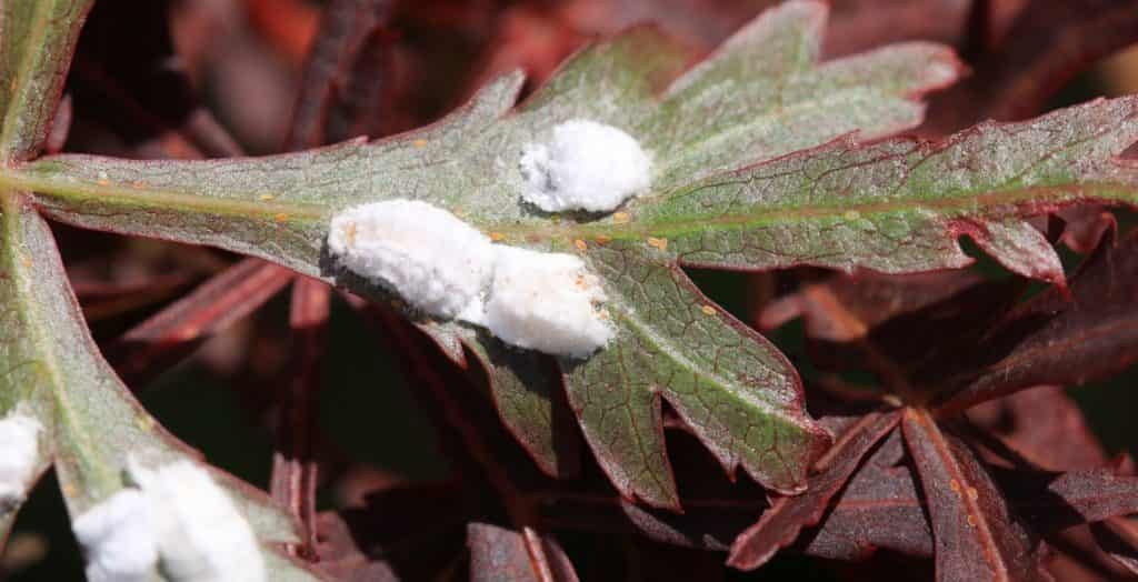 La cochenille farineuse - Insectes - Zone conseils - Pépinière