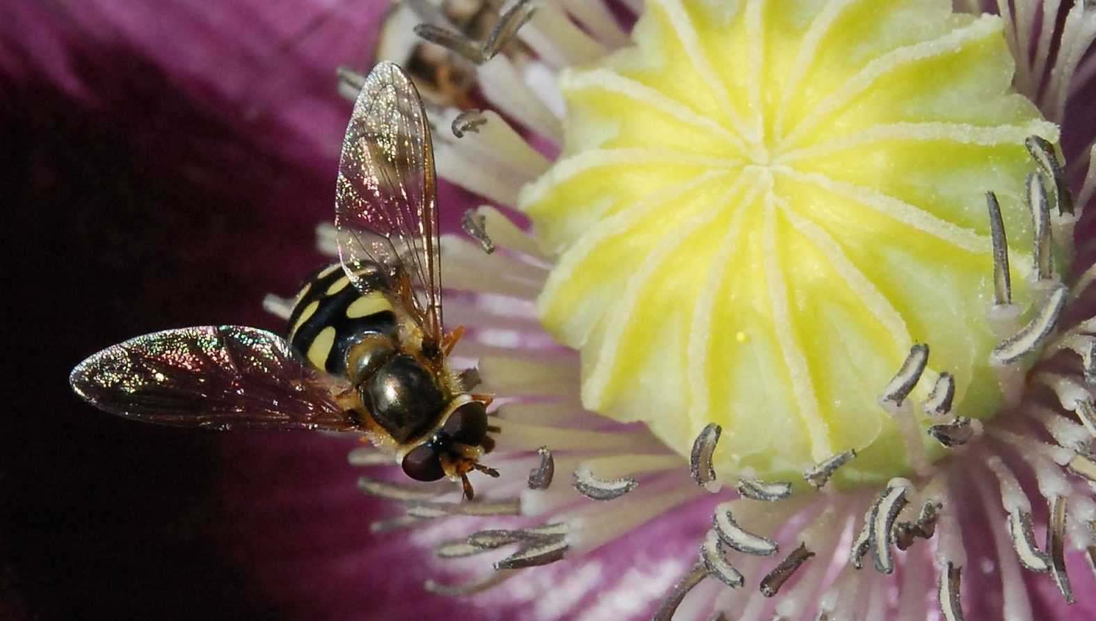 Fabriquer un hôtel à insectes - Tutoriel