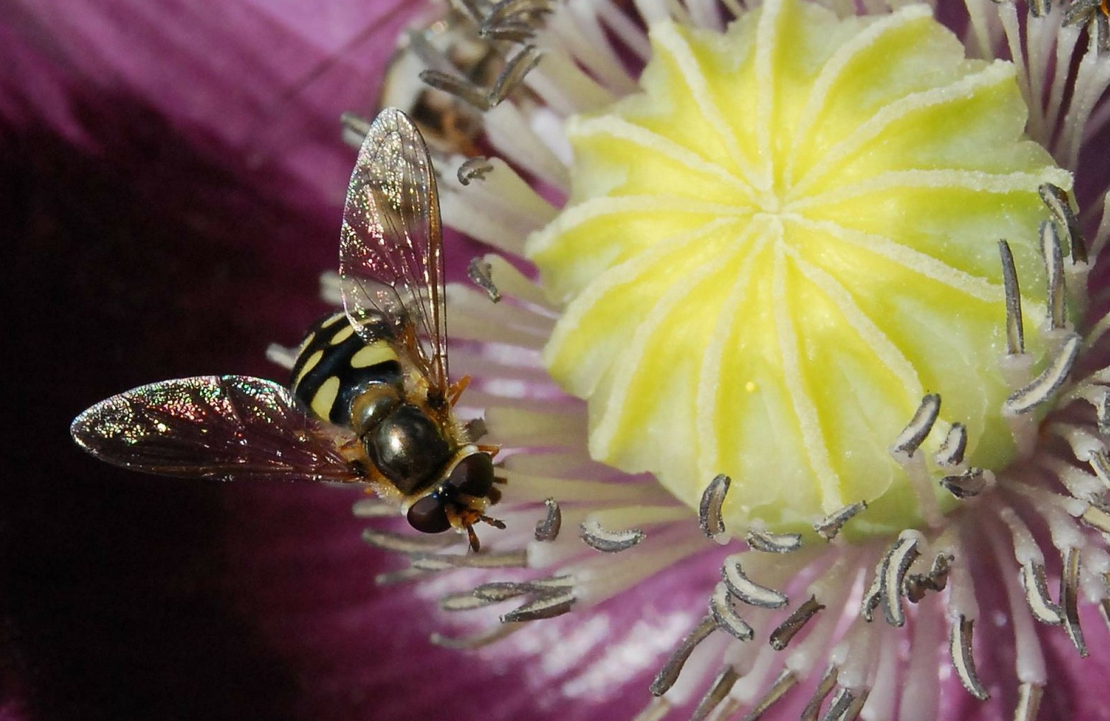 L'hôtel à insectes - La terre est un jardin