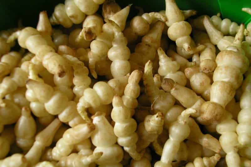 Légumes japonais : les crosnes