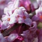 10 plantes à fleurs odorantes et parfumées