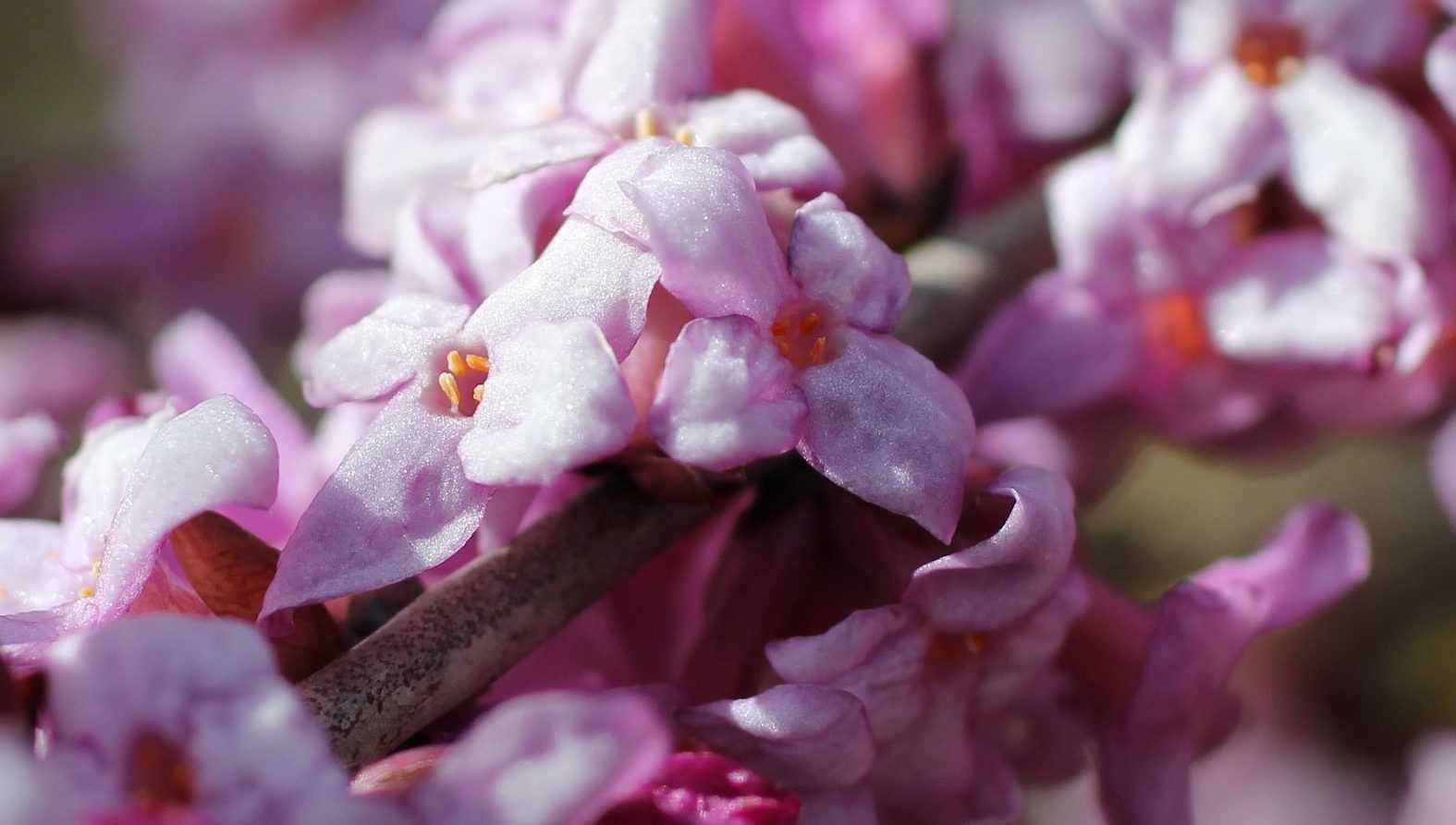 10 plantes à fleurs odorantes et parfumées